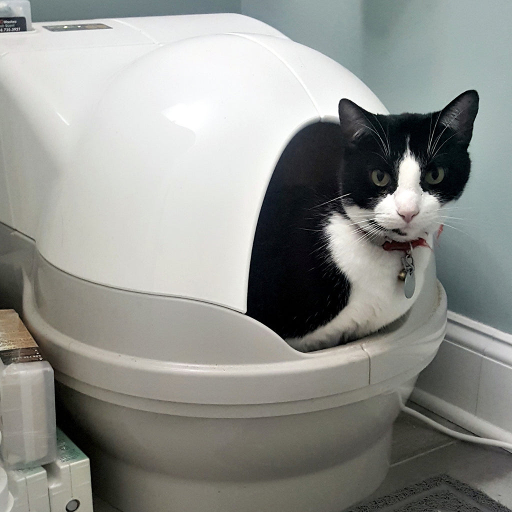 CatGenie and Toxoplasmosis